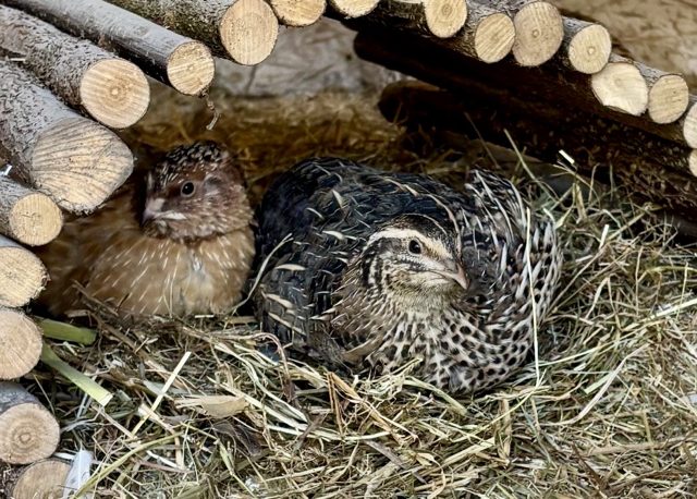 Links der Hahn und rechts die Henne