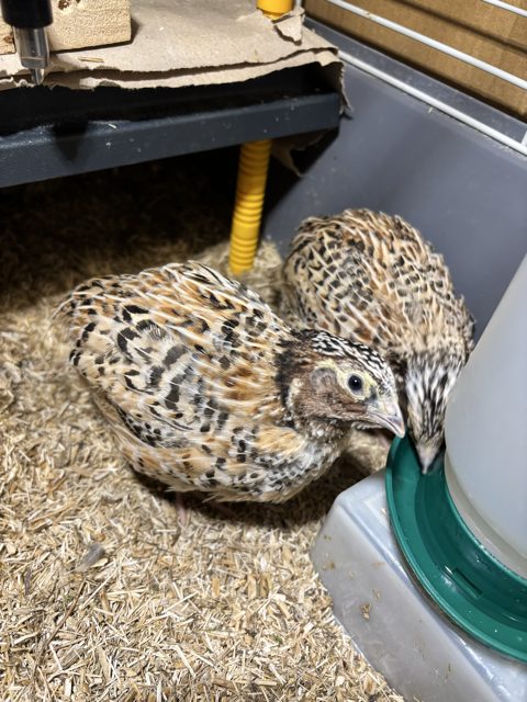 drei Wochen alter Wachtelhahn, Farbschlag Goldsprenkel