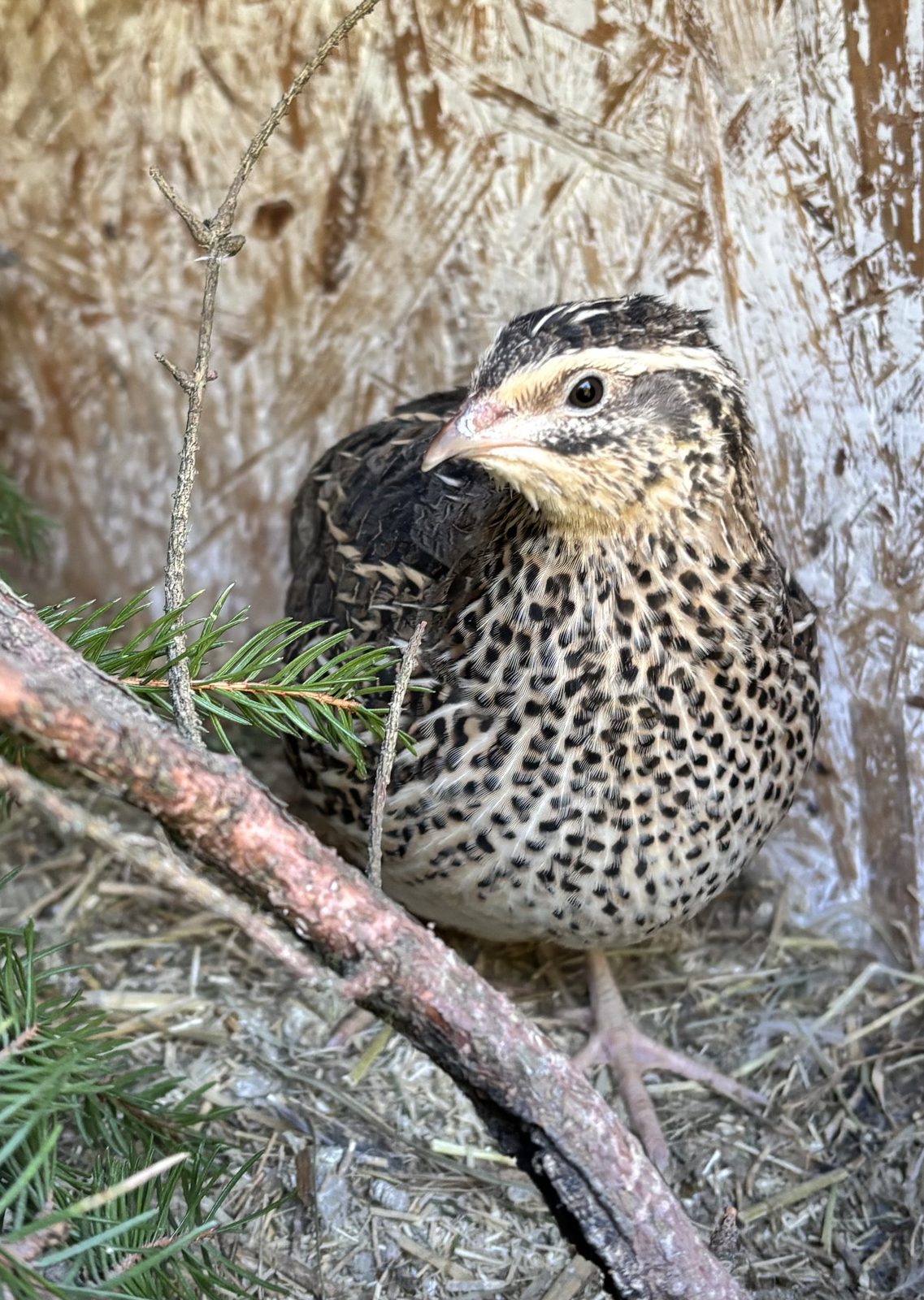 Bild