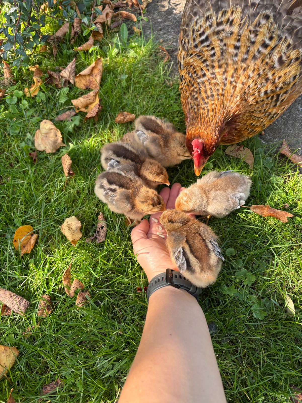 Bielefelder Kennhuhn