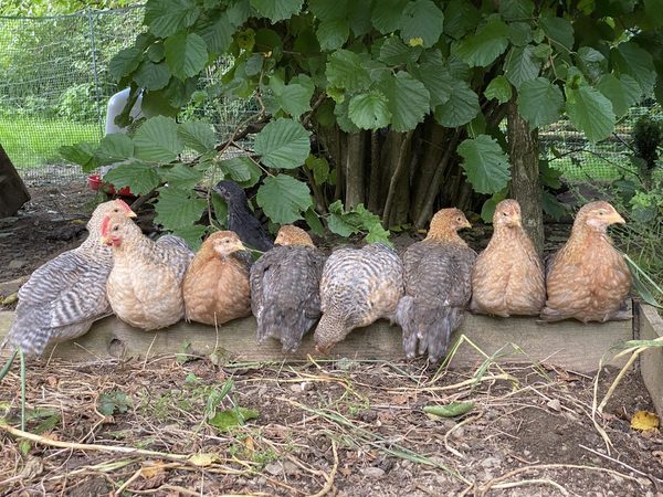 Bielefelder Kennhuhn — Jungtiere